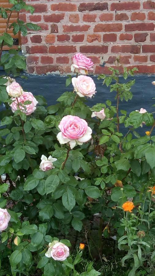 Chambre Coin Nature Fromelles Luaran gambar